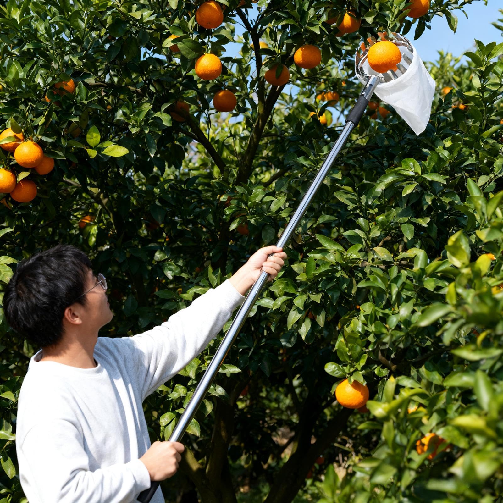Raccoglitore Di Frutta Con Cesto E Aste In Acciaio