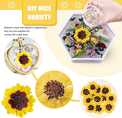 Miniatura 3 de Flores secas prensadas naturales para resina 60 piezas de llanuras secas reales de Coreopsis flores para molde de resina arte de molde de