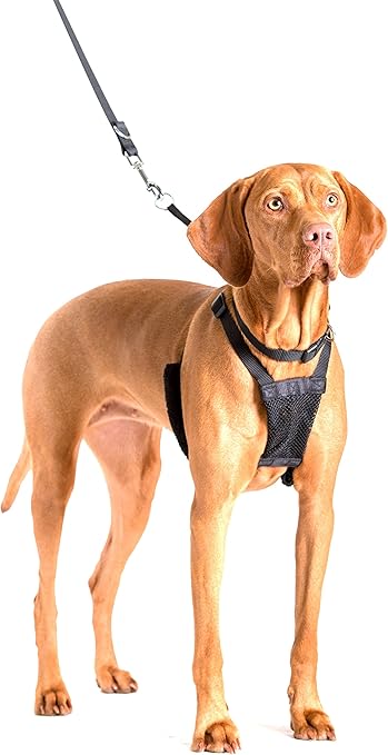 company of animals non pull harness