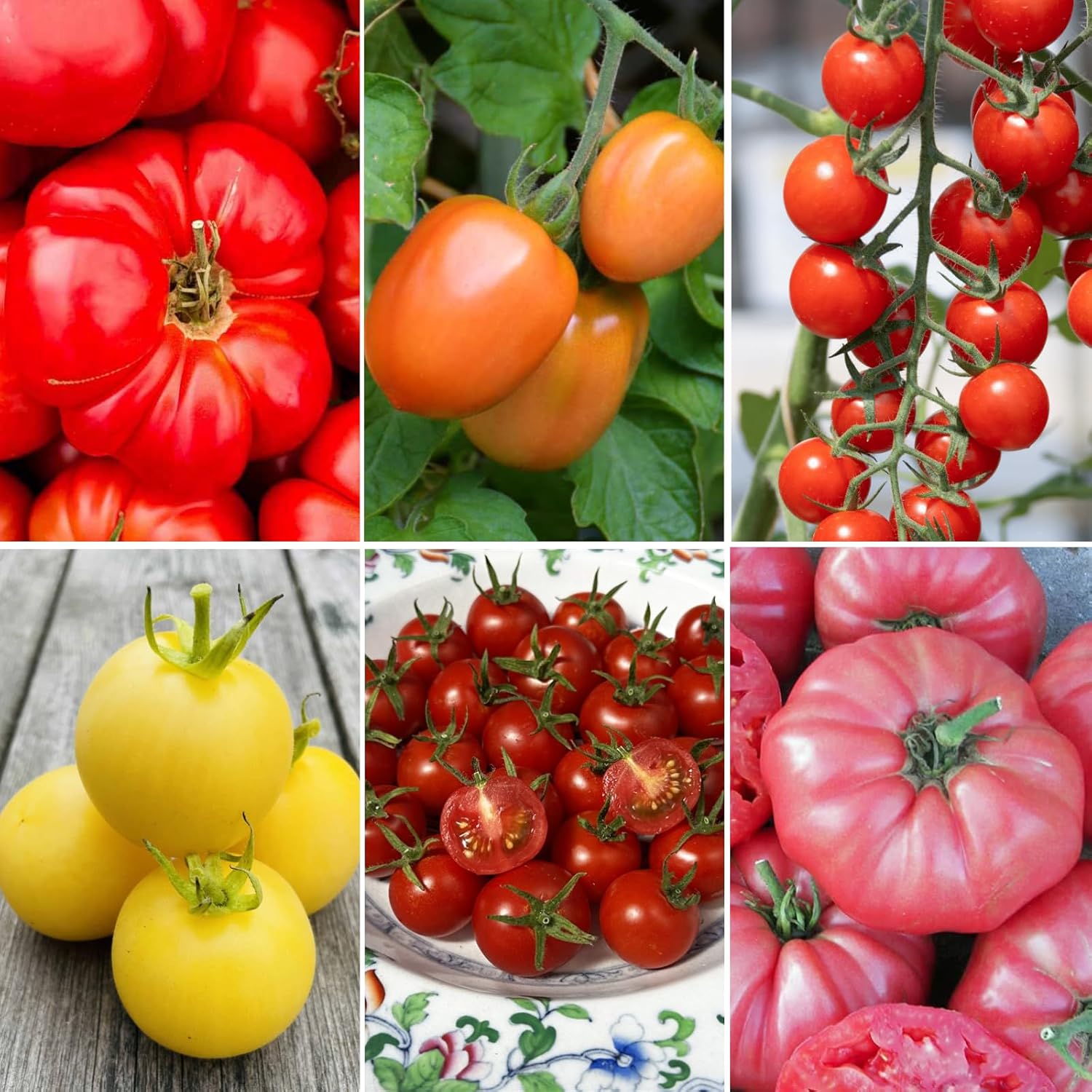 6-Variety Heirloom Tomato Seed Collection, 260+ Seeds, Beefsteak, Brandywine, Roma, Cherry | High-Yield Garden Kit for Home Growers | Indoor & Outdoor for Containers & Backyard Growing