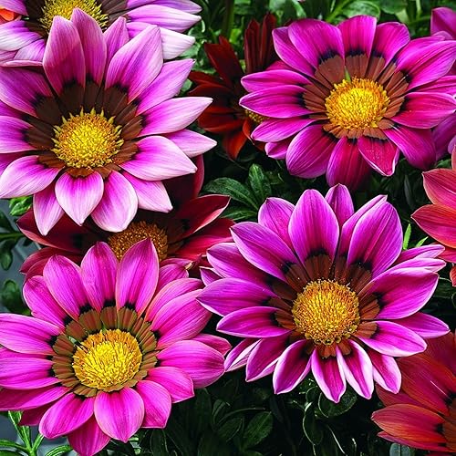 Miniatura 3 de Más de 350 semillas de Gazania para plantar plantas tolerantes al calor y a la sequía para jardín Gazania Flower Ground Cover Plantas para el hogar,