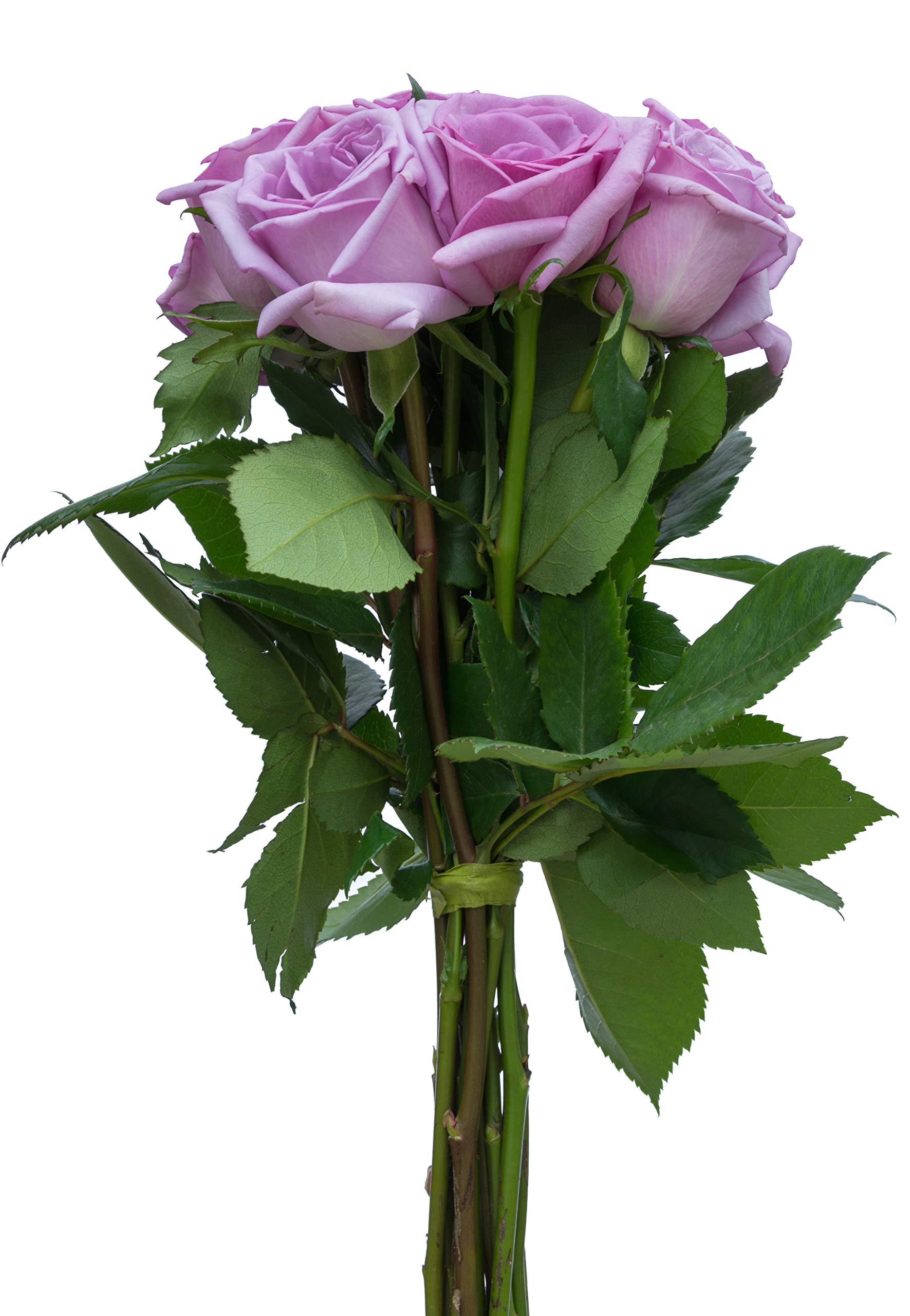 Flower Explosion 36 Stems Blue Curiosa