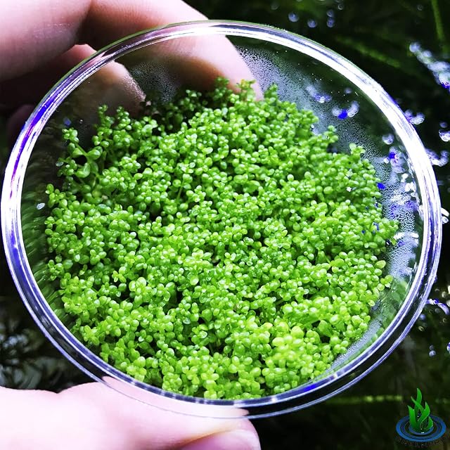 Foto 2 de 8 de Enano Bebé lágrimas Hemianthus Callitrichoides vivir Acuario Plantas Tanque De Peces De Agua Dulce Vitro TC…