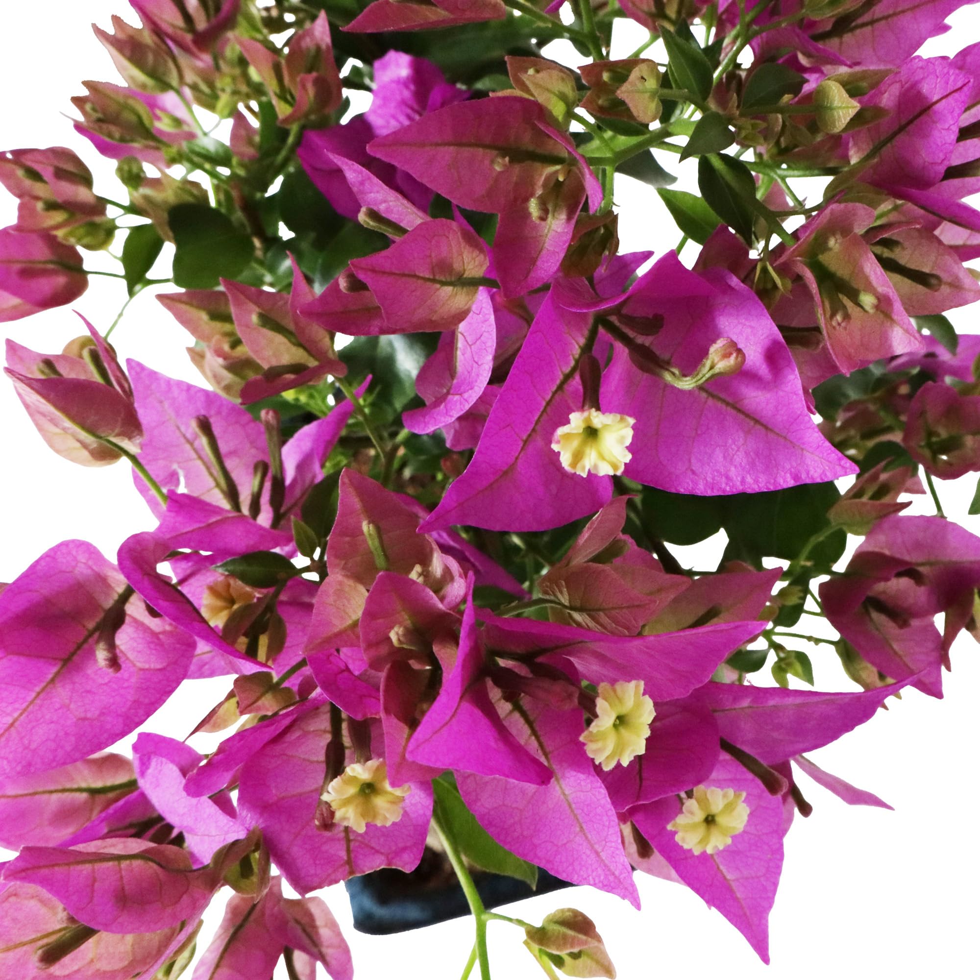 KENTIS - Bonsái Bougainvillea Sanderiana - Bonsái Ornamental Auténtico Para Exterior - Plantas con Flores - Altura 30/40 cm Maceta Ø 18,5 cm