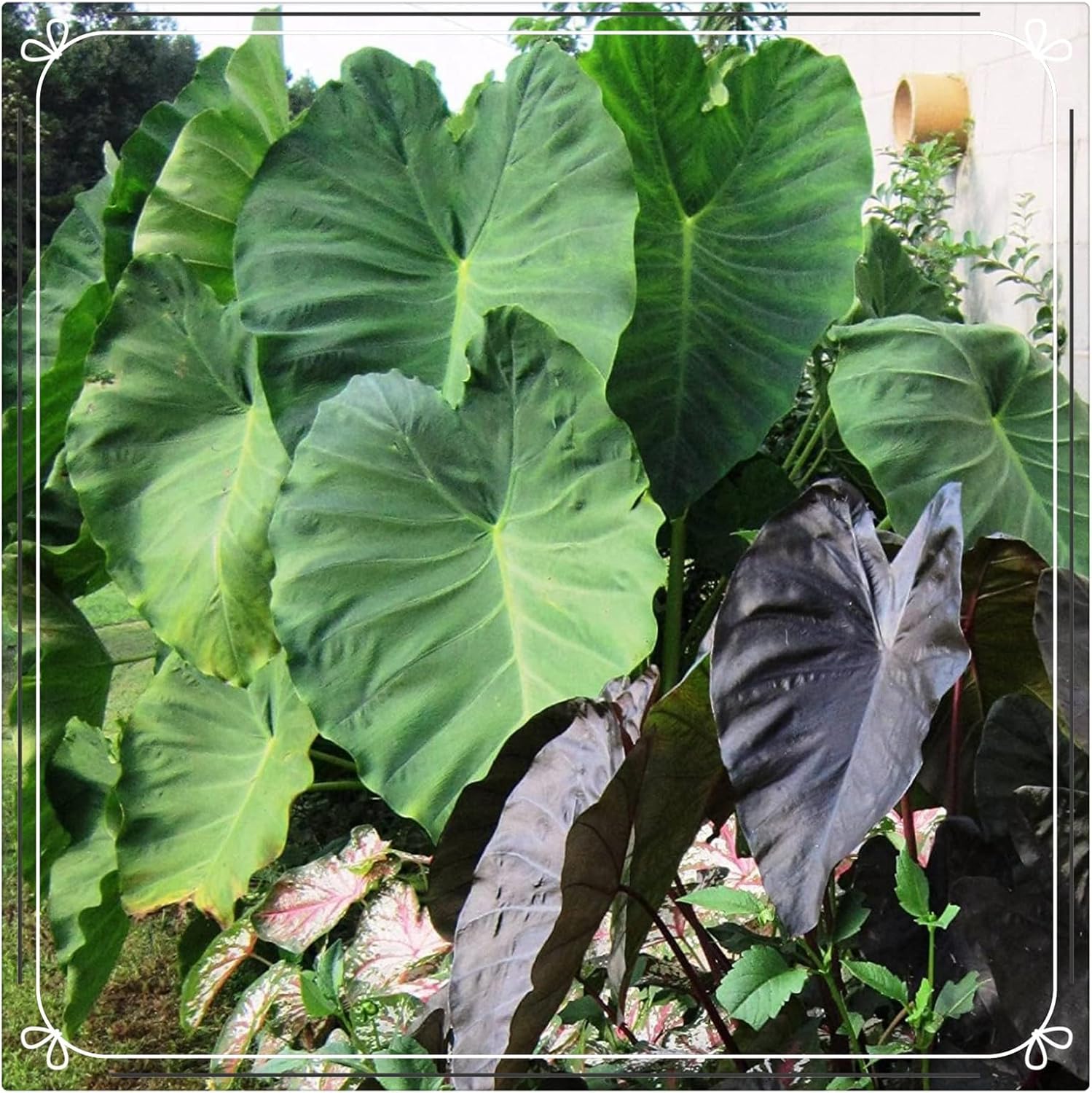 Alocasia (Elefantenohr) Ca. 70 Cm Zimmerpflanze In Bayern