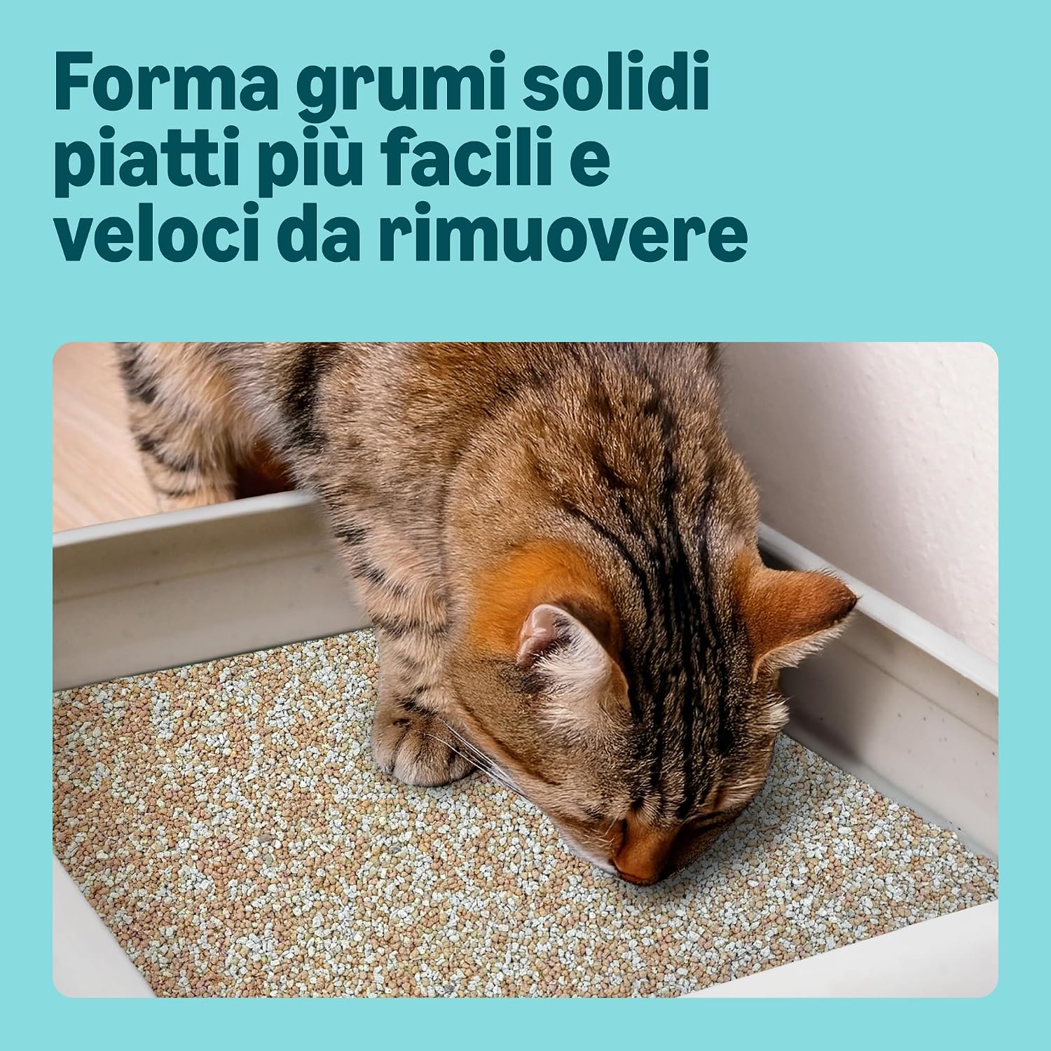 by Amazon Lettiera per Gatti con Agglomerante Fine, Senza Profumazione, 10L - Mise en situation et utilisation