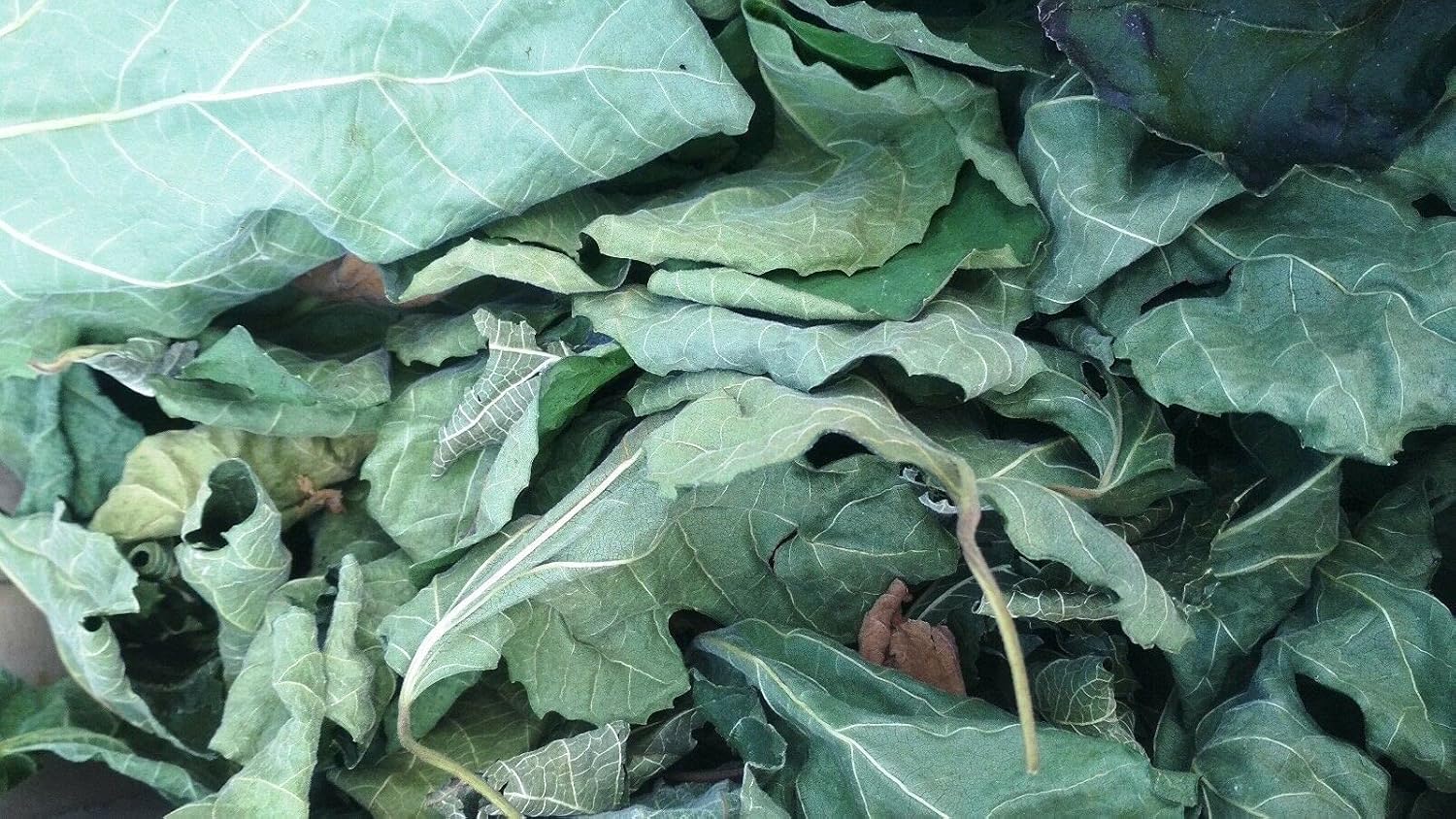 200g / 7 oz FIG Leaf Cut Leaves Detox FICUS CARICA Dried HERB Organic Tea