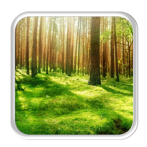 Sunny Forest 2D Live wallpaper App on Amazon Appstore