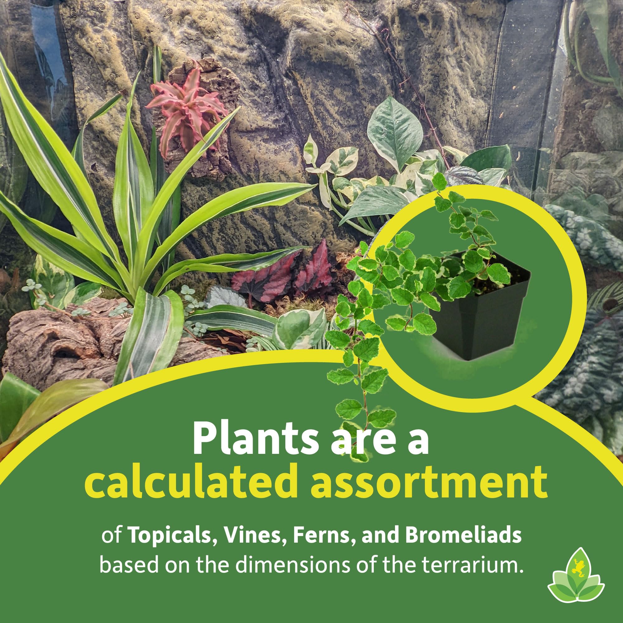 Amazon.com : Josh's Frogs12x12x18 Tropical Vivarium Plant Kit