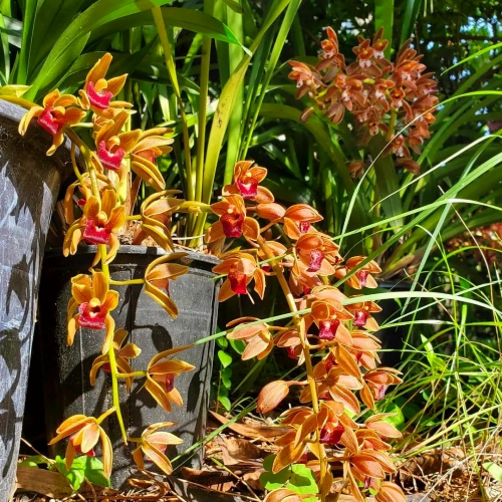 Beautiful Cymbidium Orchid for Planting UK, Hardy Perennial, Excellent Display, Mix Greening Flower, Natural Organic, Wedding, Balcony Garden-5 Bulbs-E โ image 1