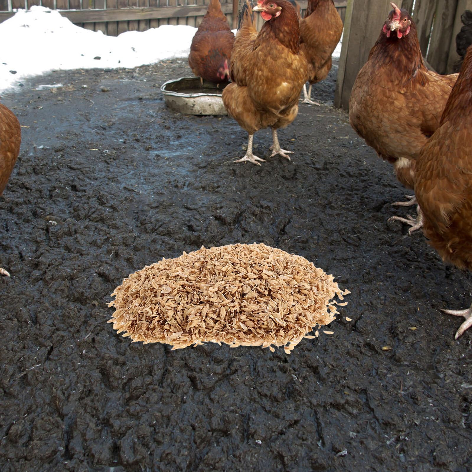 Alasum Natürliche Reishülsen als Hühnerstreu 1 Satz 1, 5kg aus Reishülse | Nistmaterial für Stall und Nistkästen, für Gartenmulch, für Hamster und Kleine Tiere