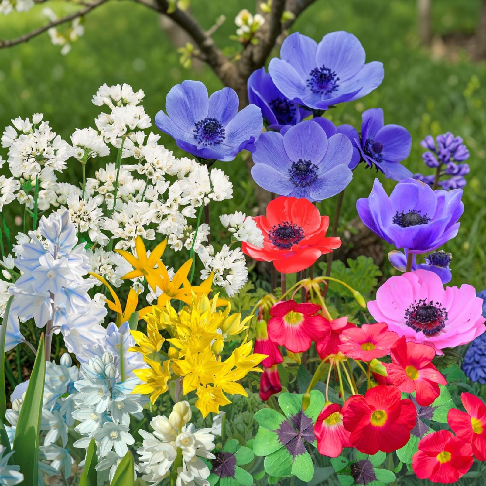 Carbeth Plants 350 x Spring Flowering Bulb Mix - Assorted Seasonal Blooms
