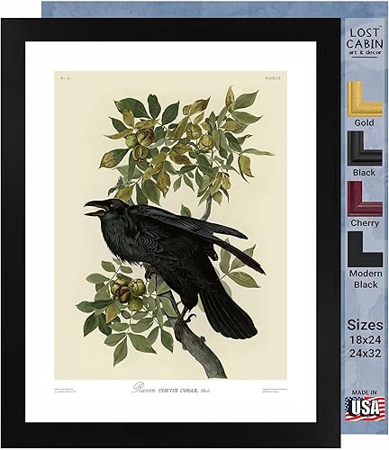 Raven by James Audubon - Póster enmarcado para decoración de pared, pintura de obras de arte finas, pósteres e imágenes, impresiones de galería en
