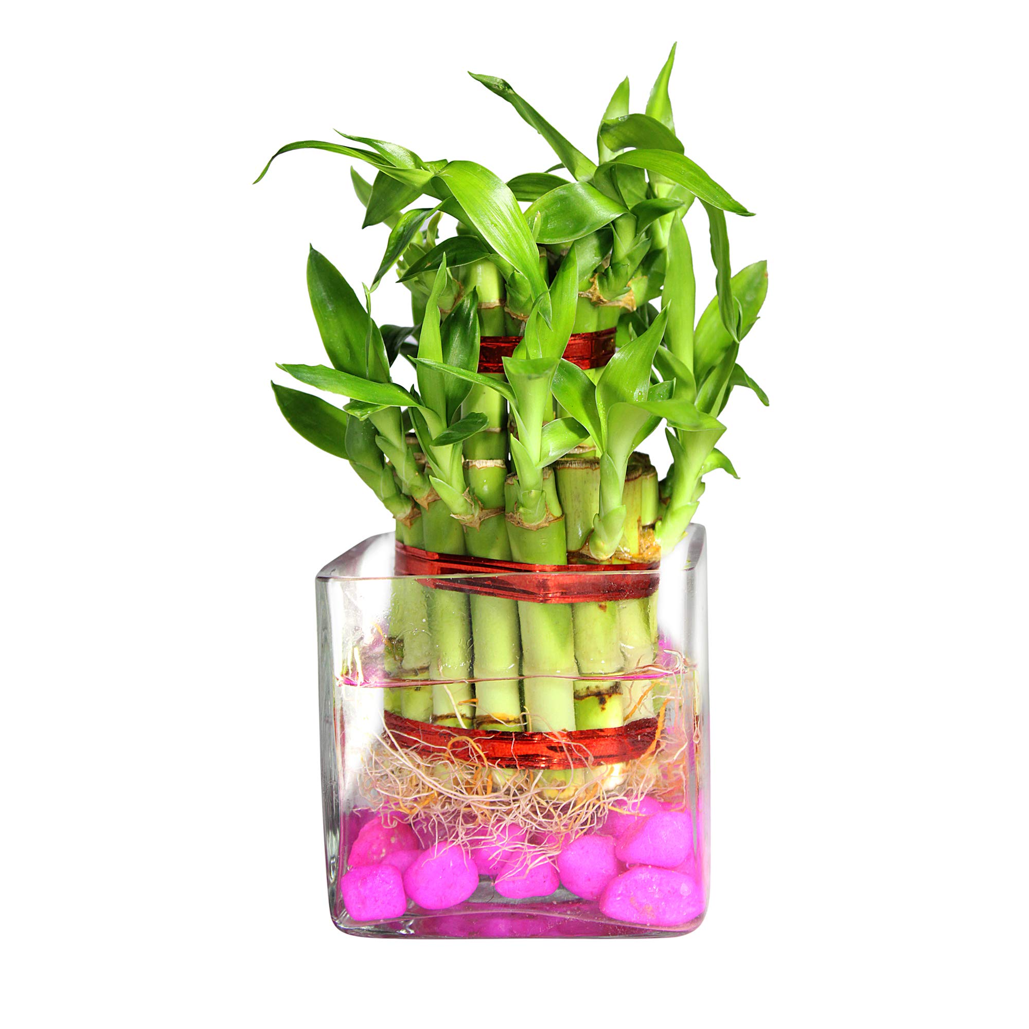 Green Fills 2 Layer Lucky Bamboo Plant in Square Glass with Pink Stones (B08XW92V29) Amazon Price History, Amazon Price Tracker