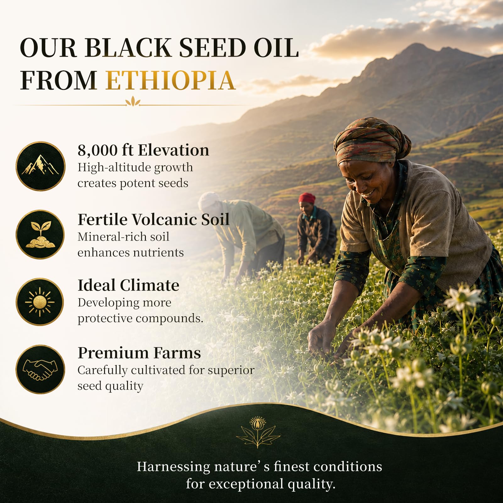 Ethiopian Black Seed Oil Softgels 1000mg Cold Pressed, 120 Count — Amazon image 2
