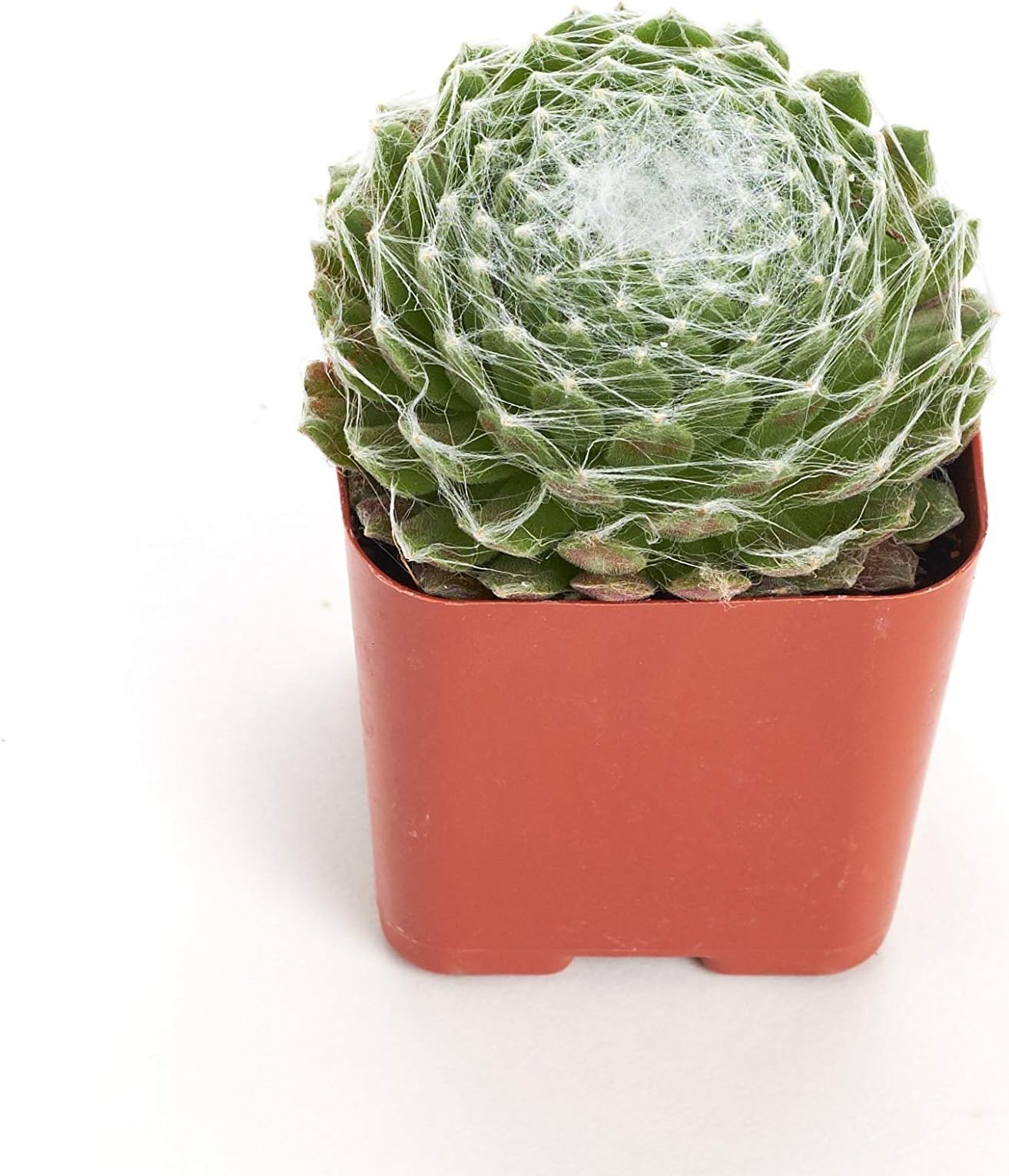 Shop Succulents Sempervivum Arachnoideum 'Cob Web' 2In Plant
