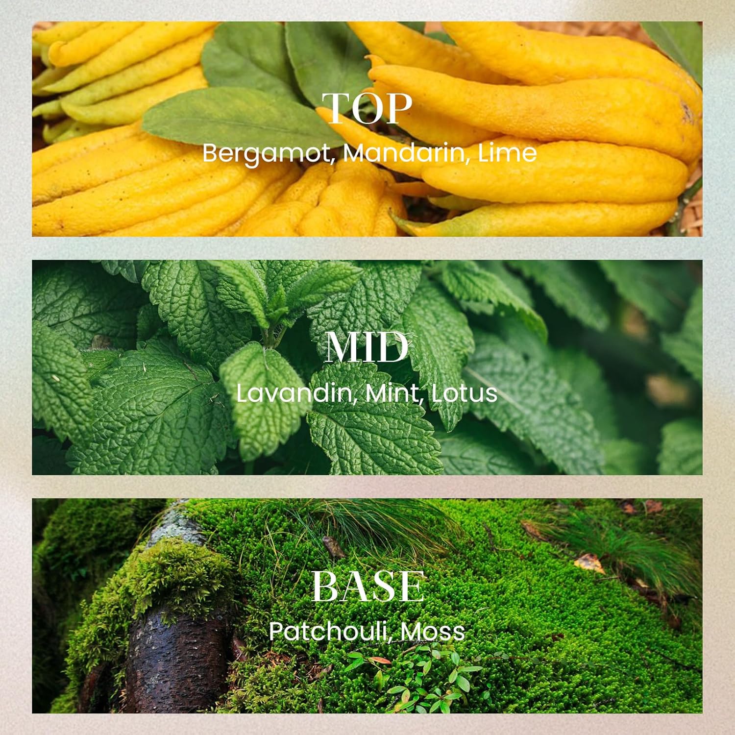 M&SENSE 10.14 oz Large Reed Diffuser Set | Lime Basil Scent Oil Diffuser with Sticks |Hotel Collection Non-Toxic Essential Oil |for Bedroom Bathroom Living Room