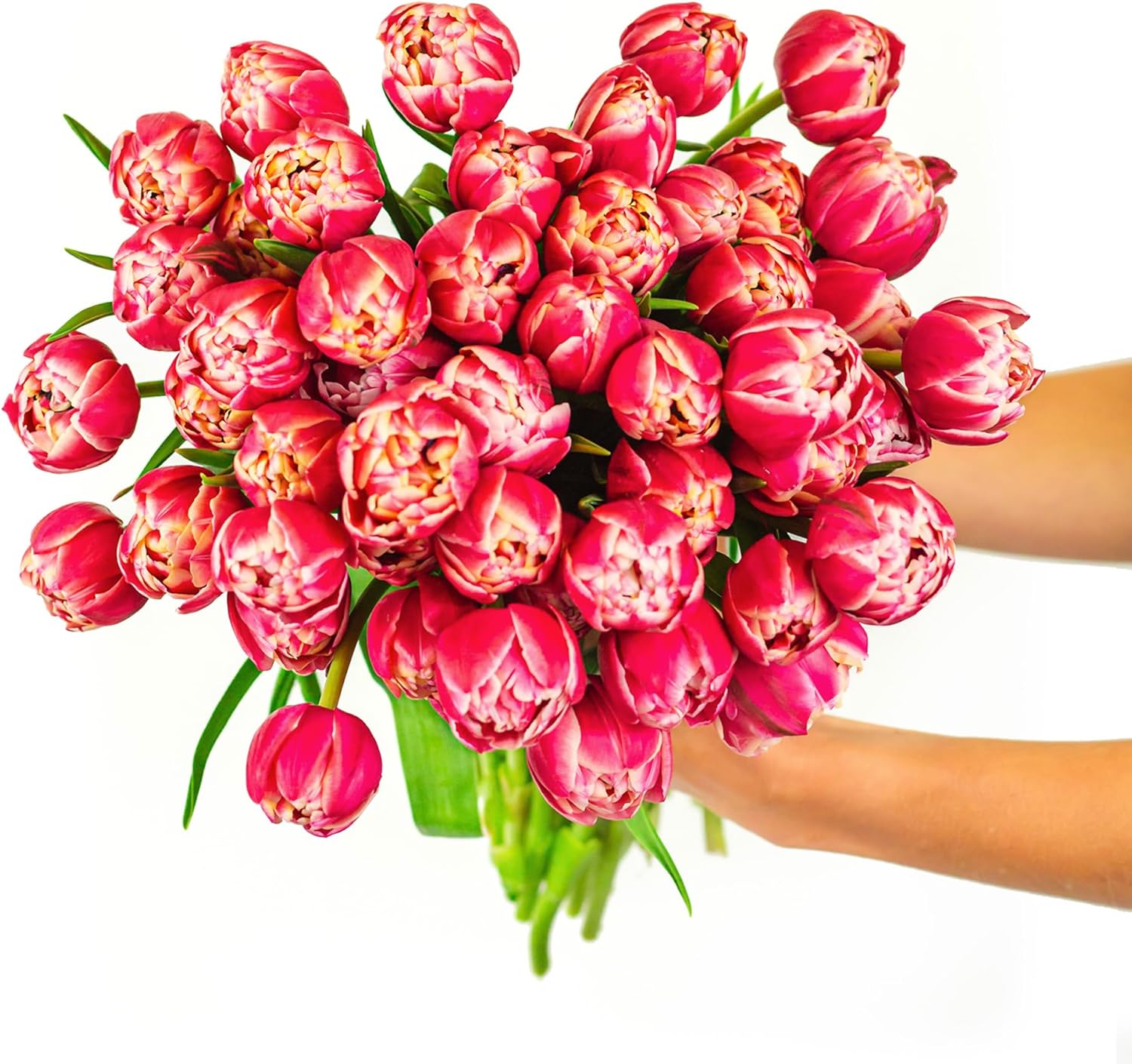 BloomsyBox: Bouquet Pink Peony Tulips | Best 50 stems, Large Fresh Flowers from Netherlands, Pink with White Edging, Fresh Cut Tulips, Easy Care | Care Card