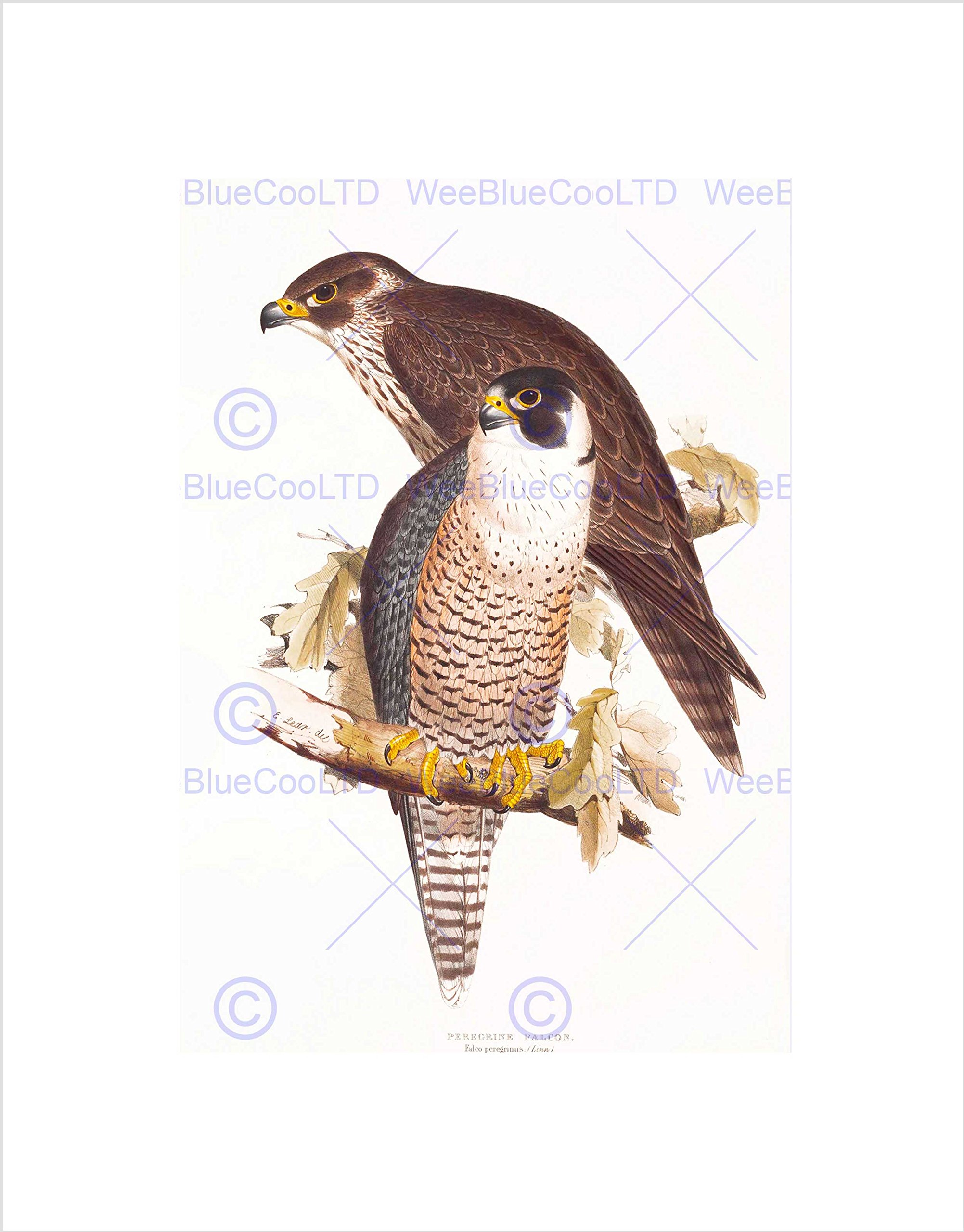 Wee Blue Coo PAINTING BIRDS GOULD LEAR PEREGRINE FALCON PAIR FRAMED ART PRINT B12X12811