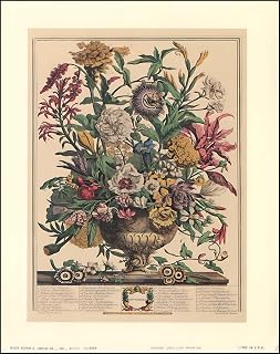 Beautiful Flowers of the Month - September - Art Print Size 8x10 inches Artist Robert Furber 8-6009 Birthday Flowers