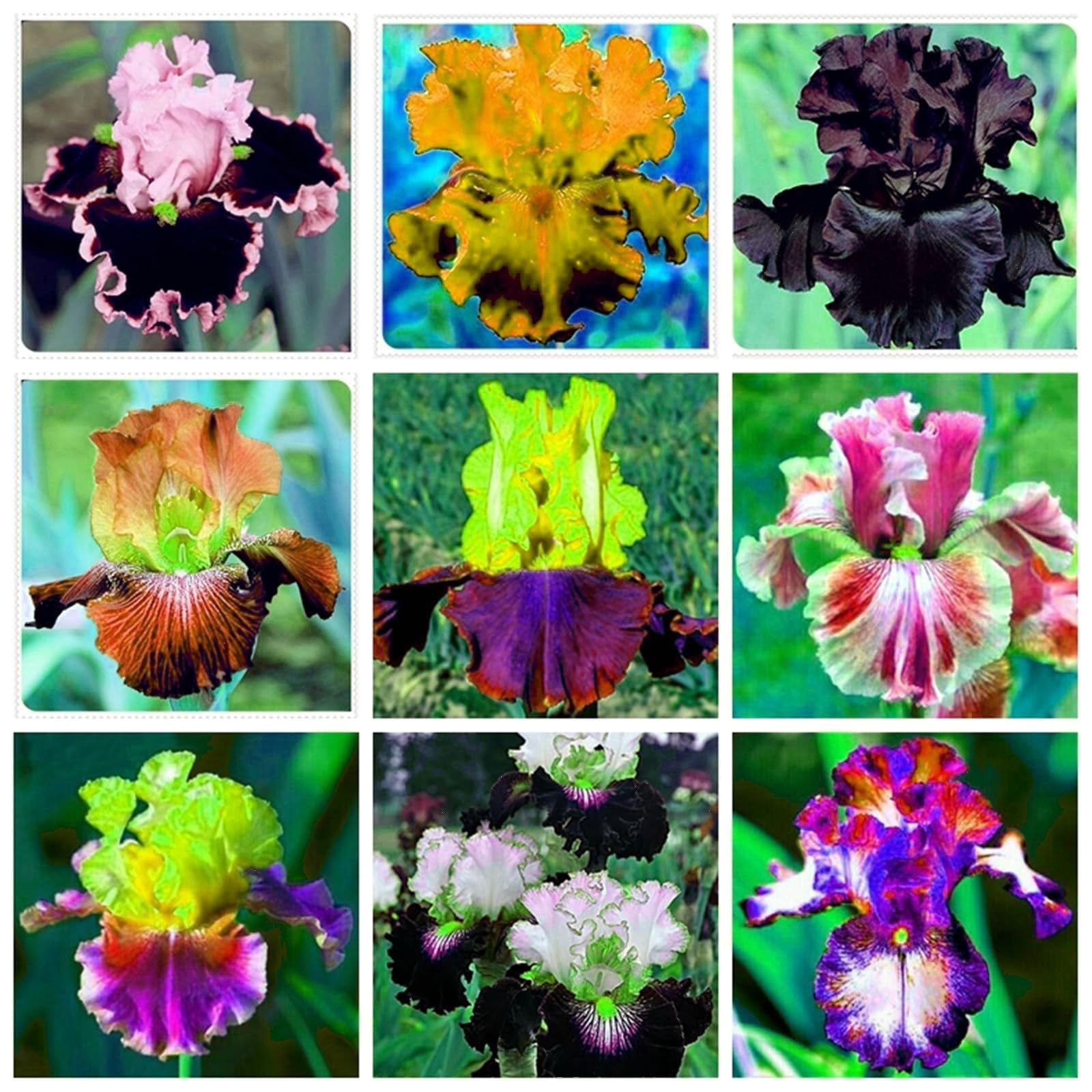 De interior y exterior Rara Iris Siembra durante todo el año Crea RáPidamente Un Hermoso JardíN-15Rizoma-D