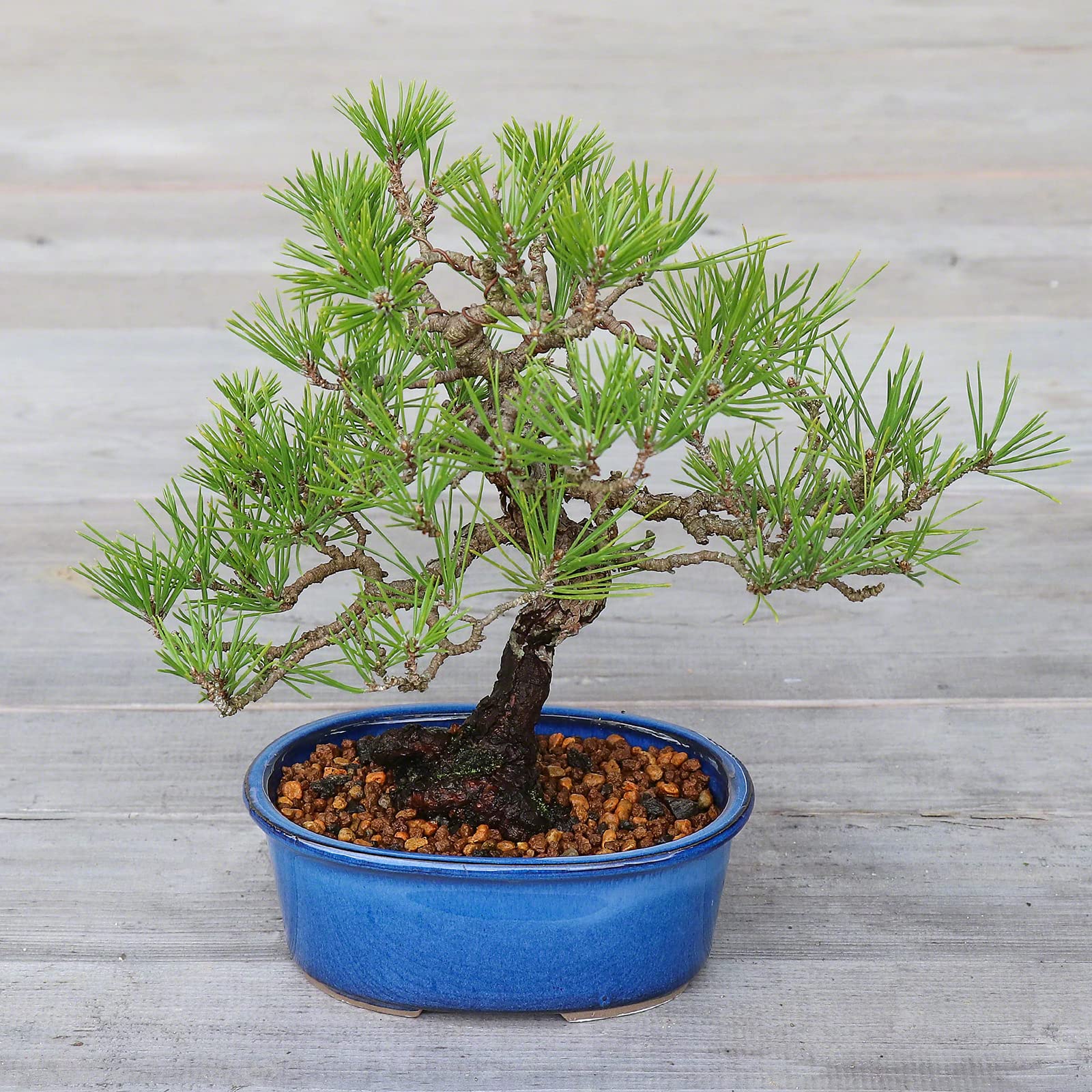 Wazakura Serie Banko Set di 2 Vasi per Bonsai Fatti a Mano con Fori di Drenaggio Realizzati in Giappone, Vasi Decorativi Ovali per Fiori, Ciotole Smaltate per Piante da Interno - Set Blu 2 Pezzi