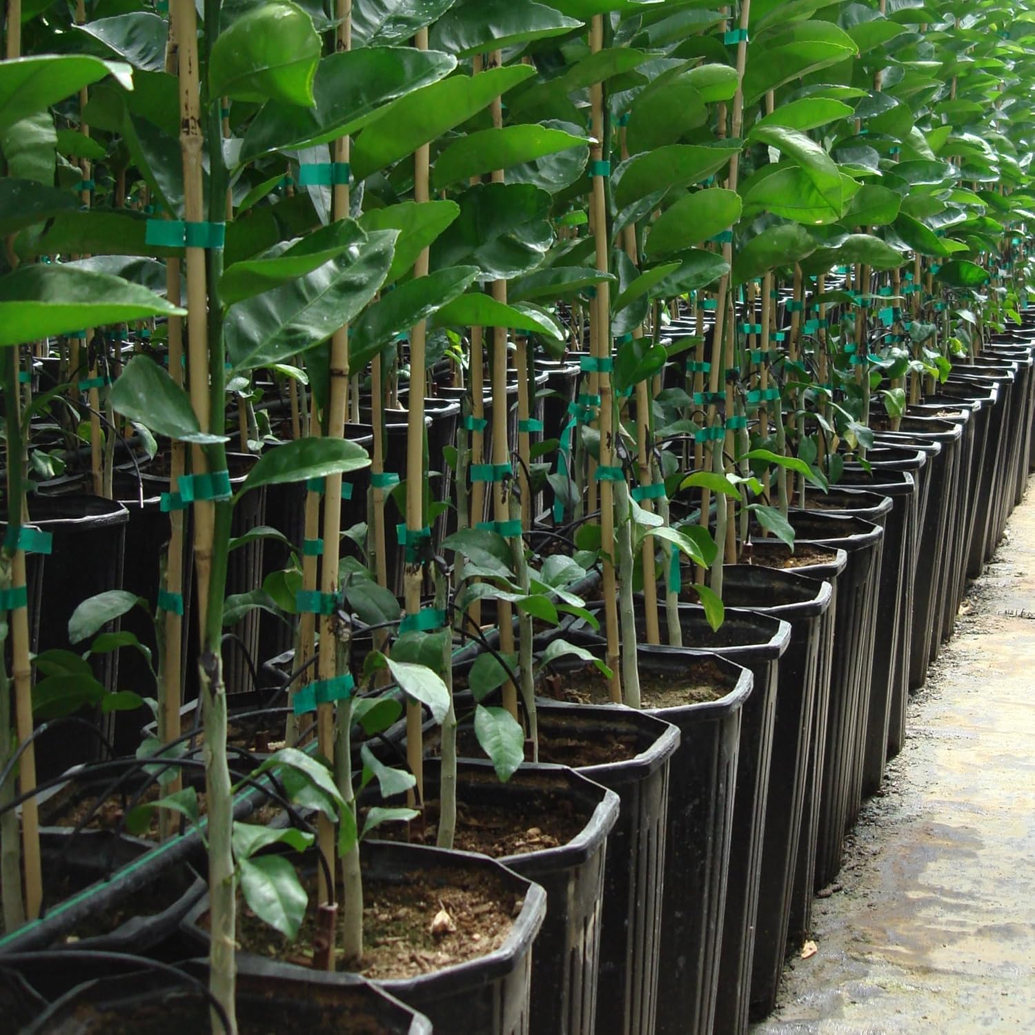 Stuewe & Sons – TP818 Treepot – 8” x 18” Tall Octagonal Pots – 6 Pack