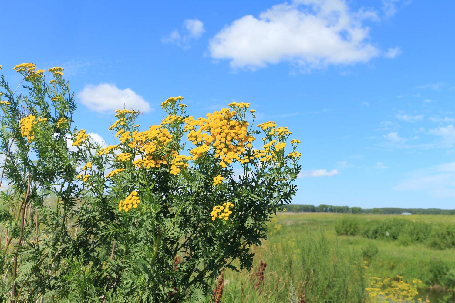 Health Embassy Tansy Herb | Tanacetum Vulgare L | Herbal Tea (100g)