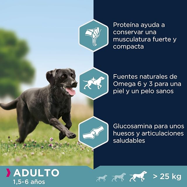 Foto 4 de 6 de Eukanuba Alimento seco para perros adultos de razas grandes con pollo 15 kg