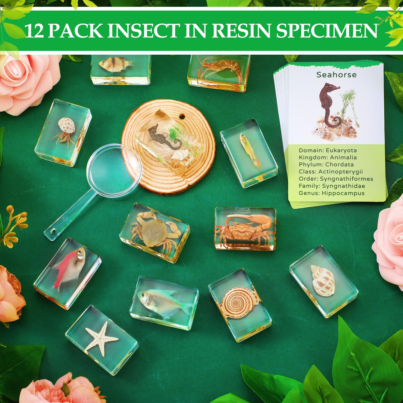 36 Real Insect Specimens In Resin - Educational Bug Collection Kit With Info Cards & 3 Magnifiers