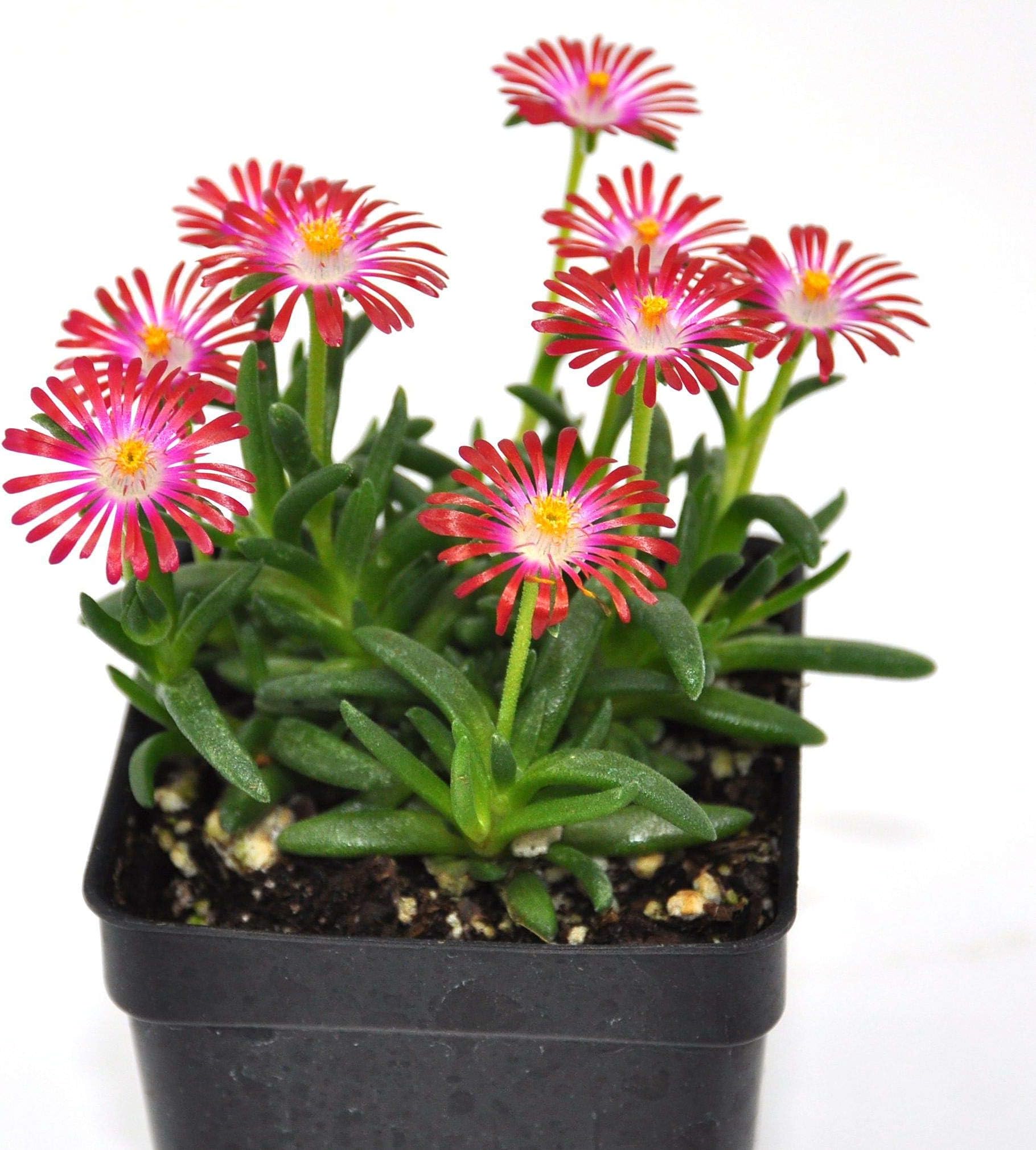 Delosperma HotCakes, Saucy Strawberry, Ice Plant Succulent, 3" (2.6x3.5") incl. Heat Pack