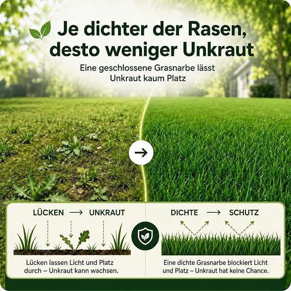 Lawn Seeds for Lawns in Shady Areas 1kg  35m² Sommer für Rasen Neusaat & Nachsaat SEHR GUT getestet Schatten & Halbschatten mit Anleitung