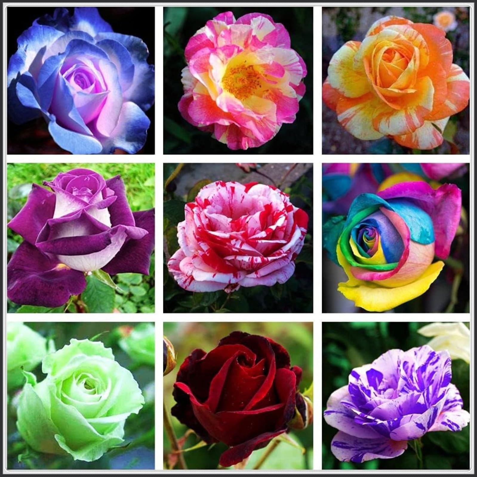 – Wonderful Beautiful Rose Bulbs Mix/Good for Containers/Greening for Planting Now UK/Strong Plants That Grow Well/Cut Flowers/Natural Organic/Wedding Flowers.-1bulb-F