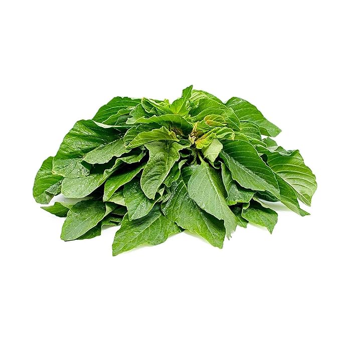 Buy Vsorce4u 1200 Seeds of Amaranth Green Giant Callaloo Annual