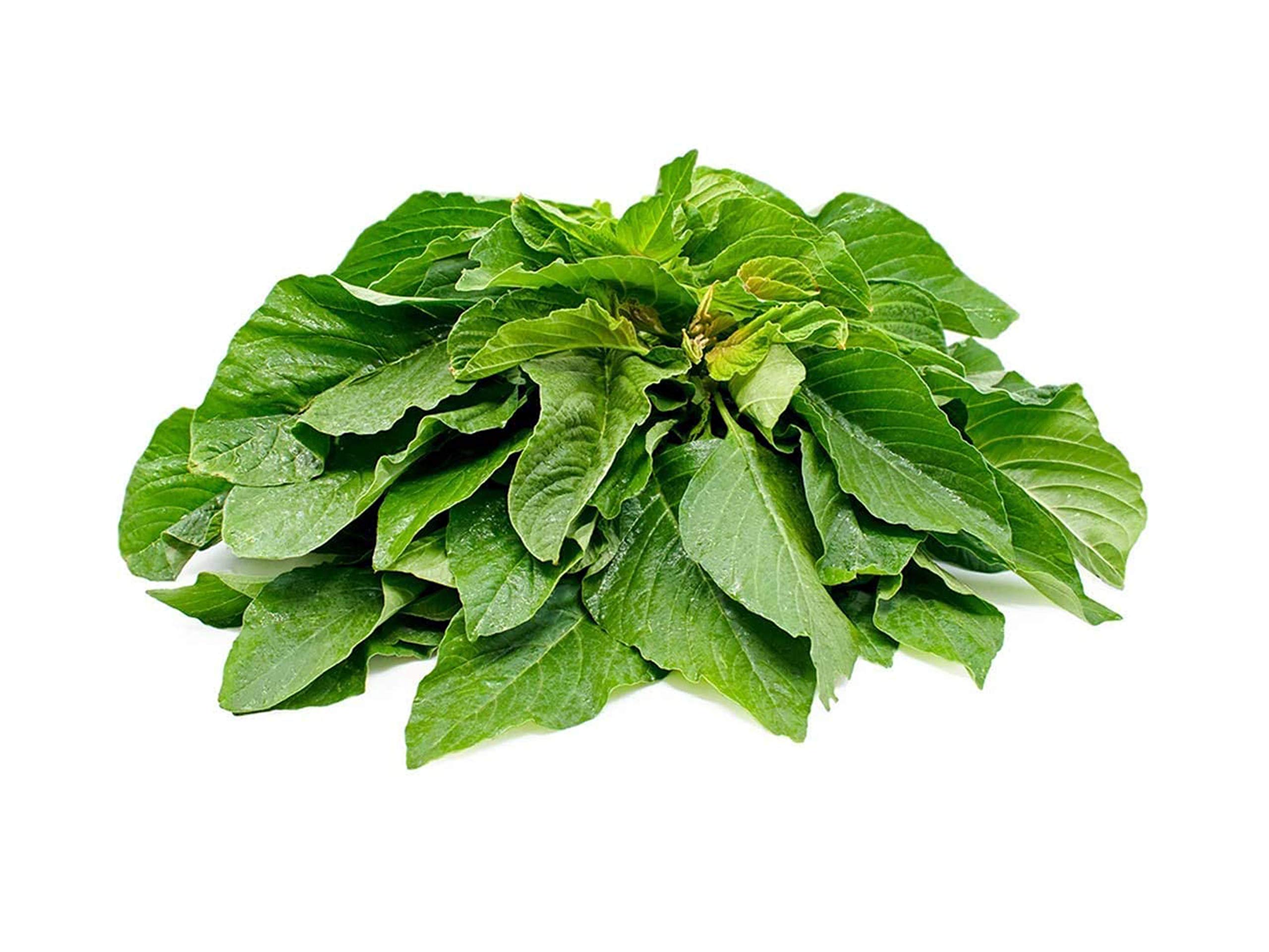 Buy Vsorce4u 1200 Seeds of Amaranth Green Giant Callaloo Annual