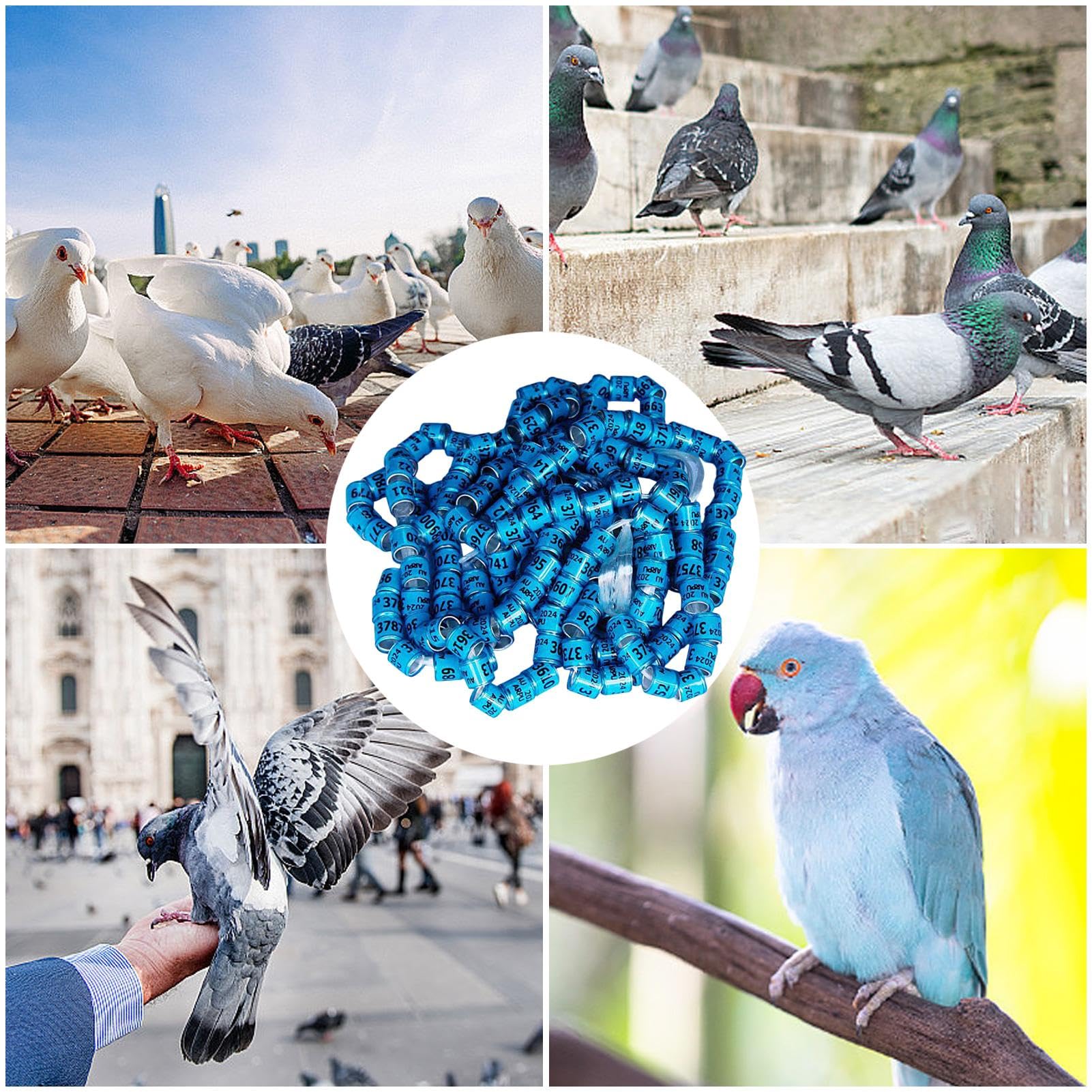 Anelli Di Identificazione Del Piccione, Anelli Di Piccione | 50 Per La | Casetta Sicuri,Forniture Universali Per Piccioni, Bande, Anelli Del Piede ' , Per La Corsa,