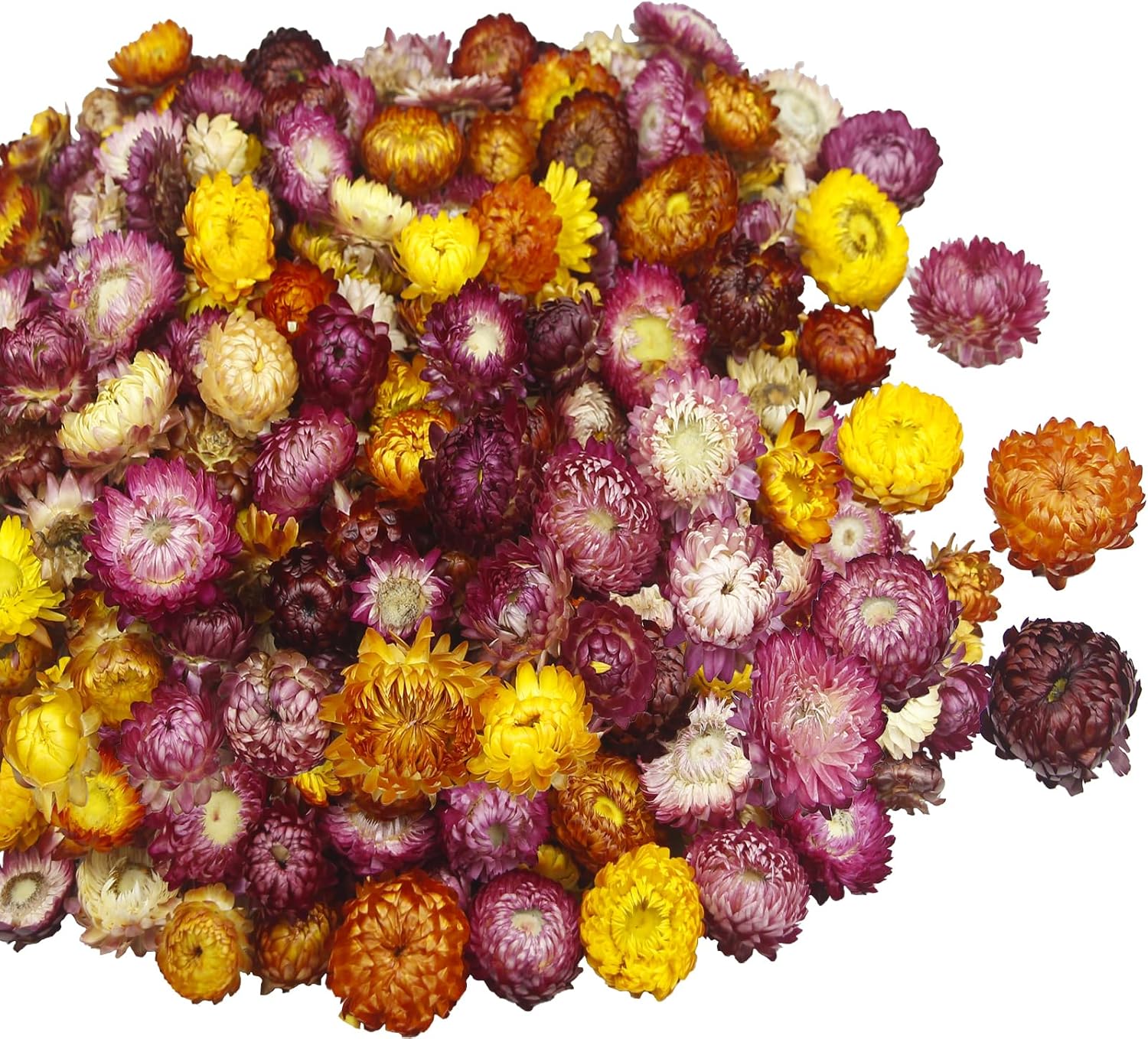 CITYES 240 Pcs Natural Dried Daisy Flowers Heads Bulk Gerbera Daisies Multicolor Real Sunflowers Chrysanthemum with Jute Rope and Needle Dry Flower Arrangements for DIY Craft Wedding Decor Home Party