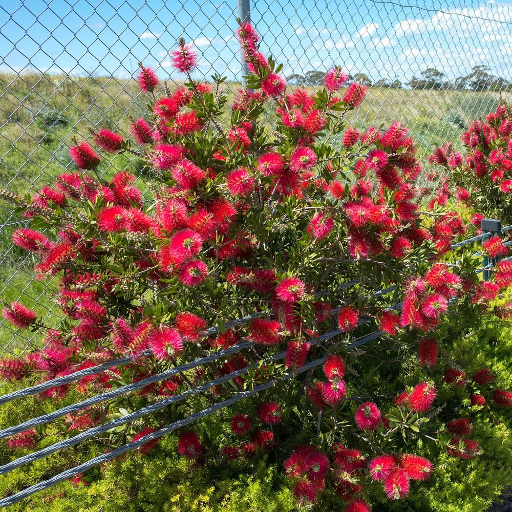 Yougarden Red Callistemon Bottlebrush Star In A 2L Pot