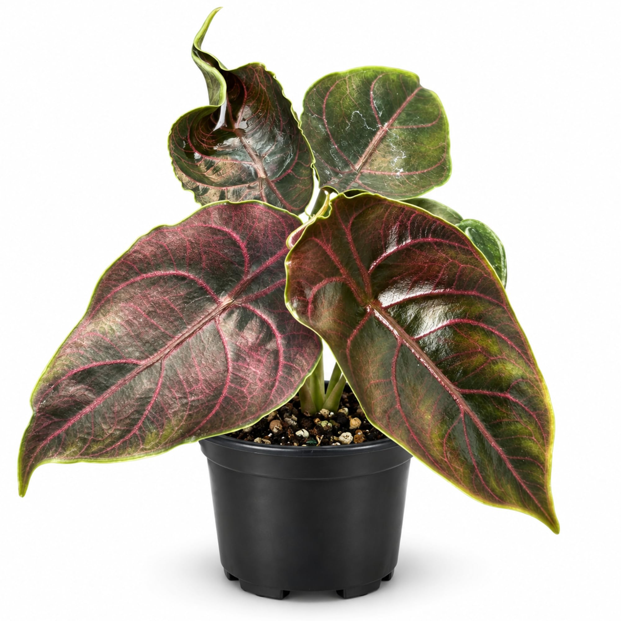Amazon.com: Alocasia Azlanii Live Plant - Metallic Red Jewel