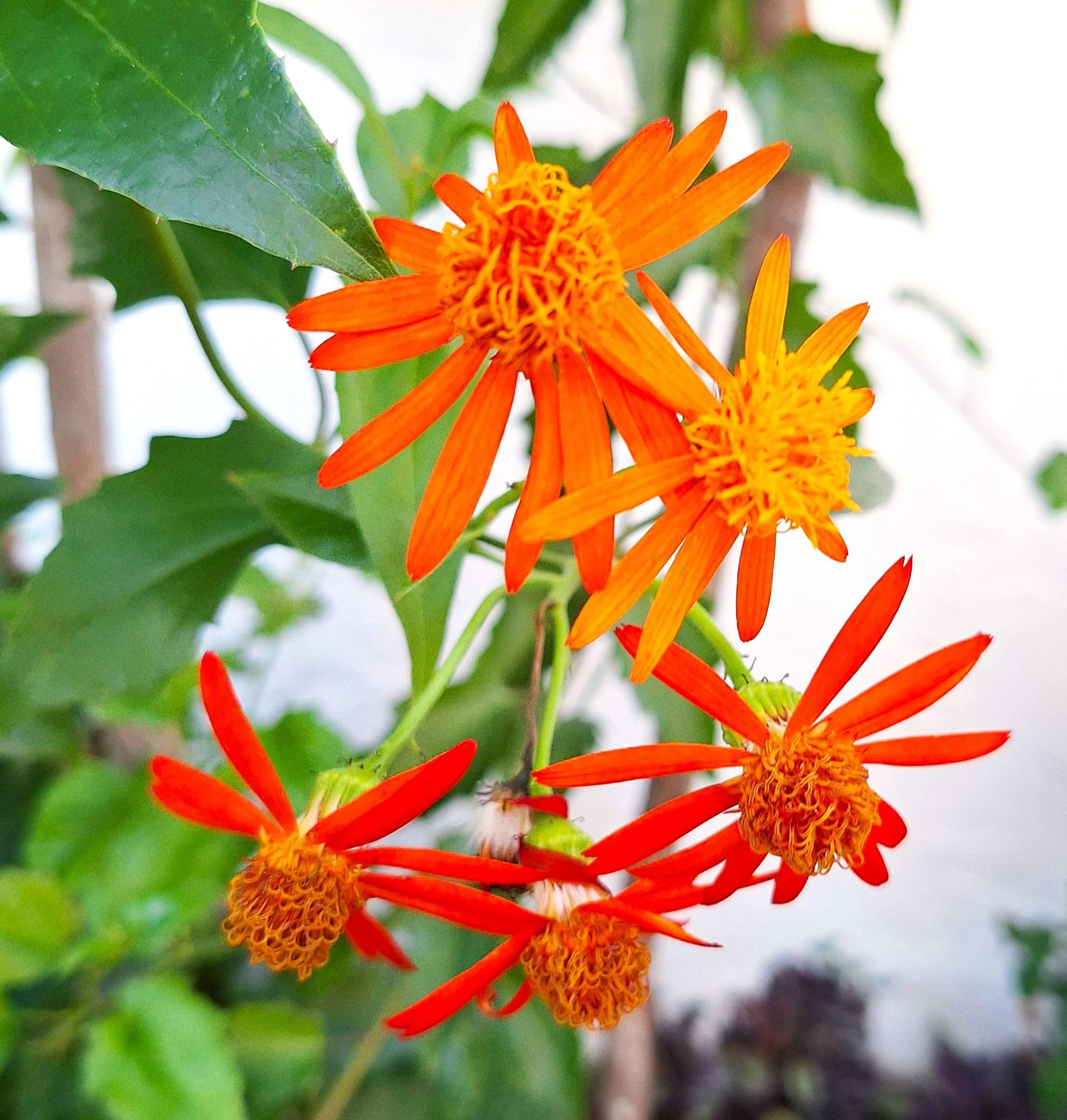 Mexican Flame Vine Pseudogynoxys chenopodioides Fragrant Pollinator Attracts Bees, Butterflies and Night Moths.