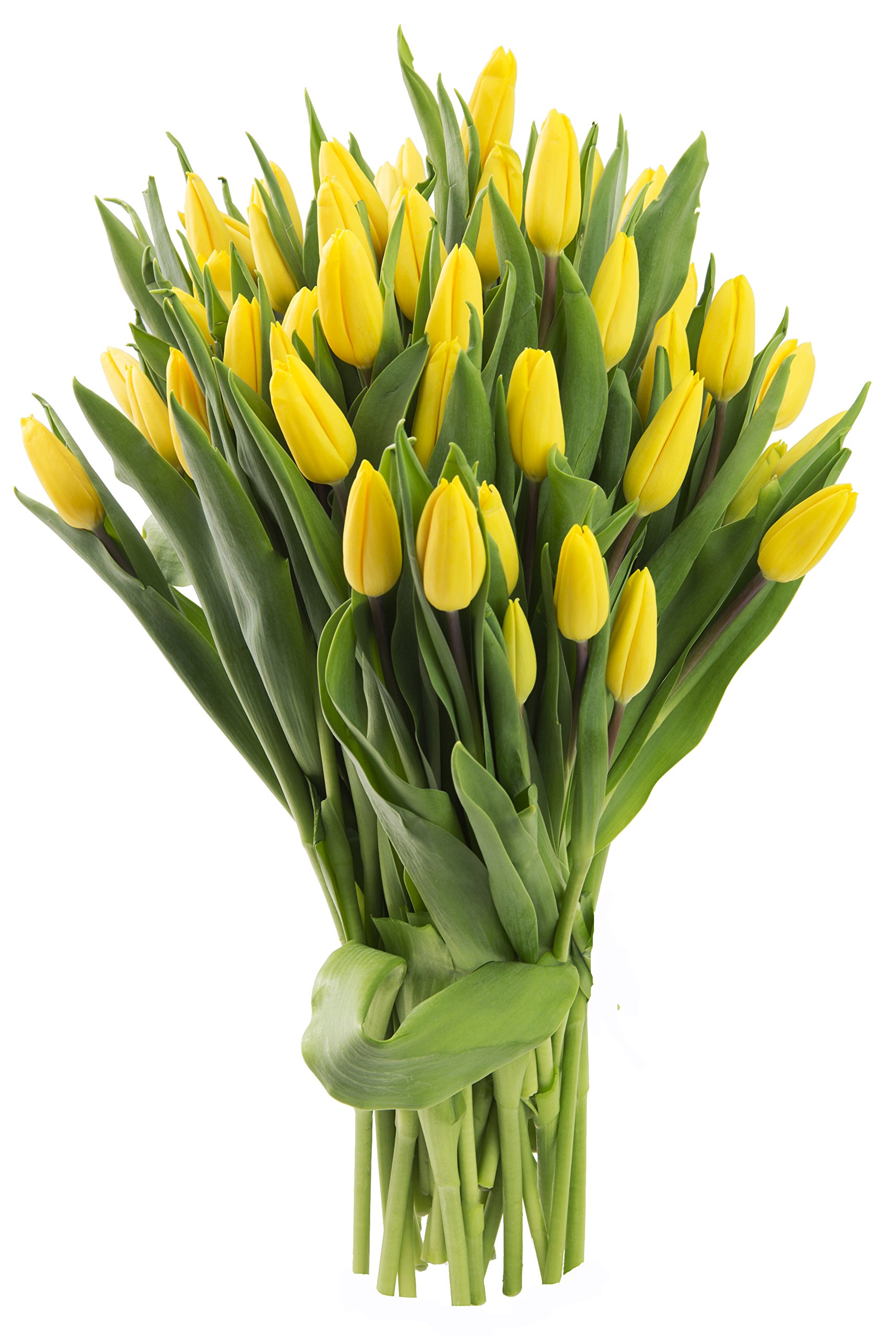 Blooms2Door PRIME NEXT DAY DELIVERY - WEDDING COLLECTION - 50 Yellow Tulips|Gift for Birthday, Anniversary, Get Well, Thank You, Valentine, Mother’s