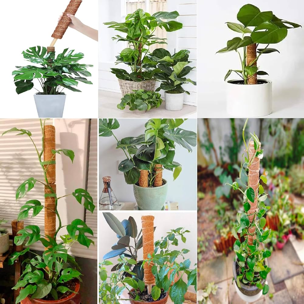 モンステラ・ポトス k 71PqltbHAJL._UF350,350_QL50_.jpg