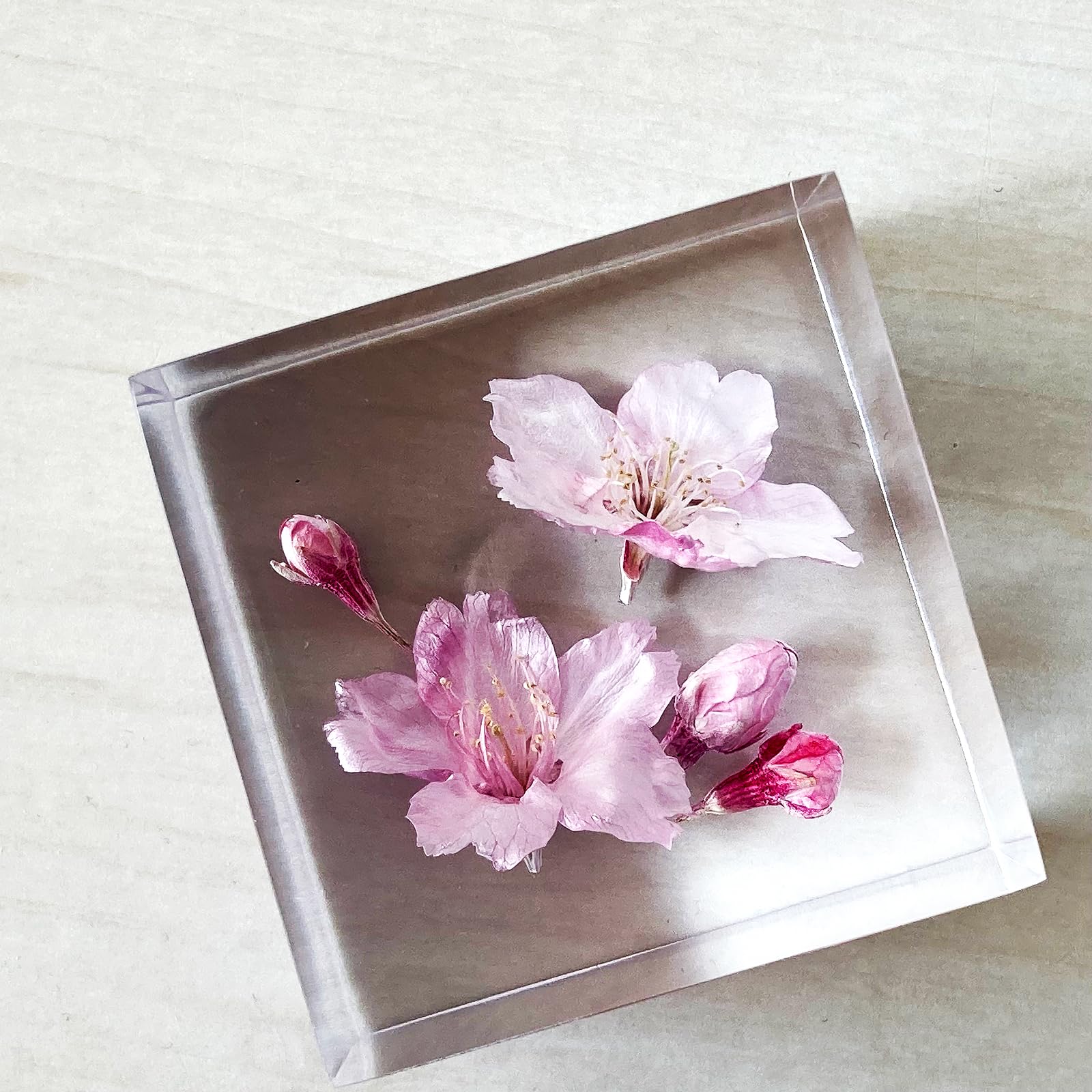 Amazon｜[フェリナス] 桜 ハーバリウム クリスタルフラワー プレゼント