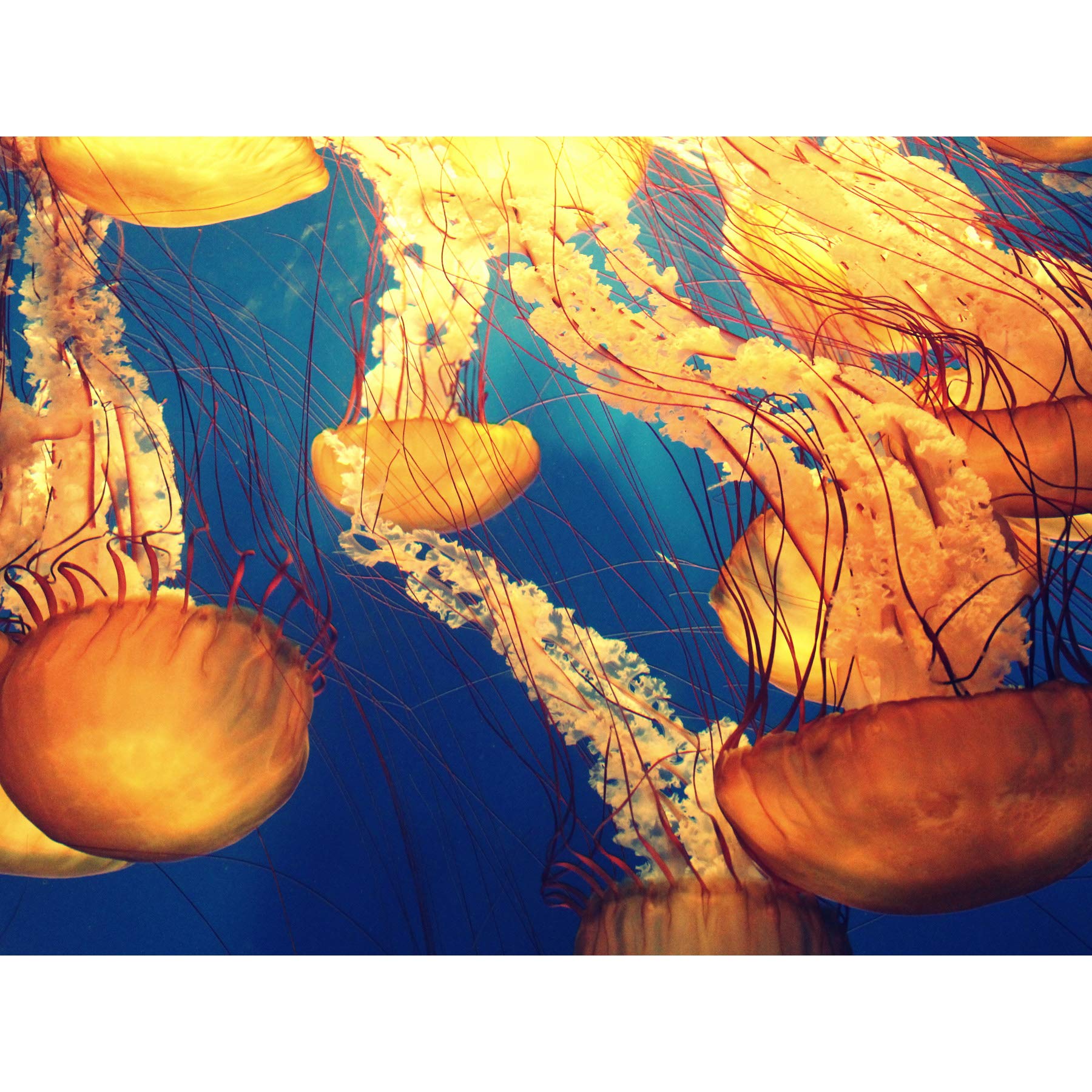 Jellyfish Group Underwater Ocean Large Canvas Wall Art Print