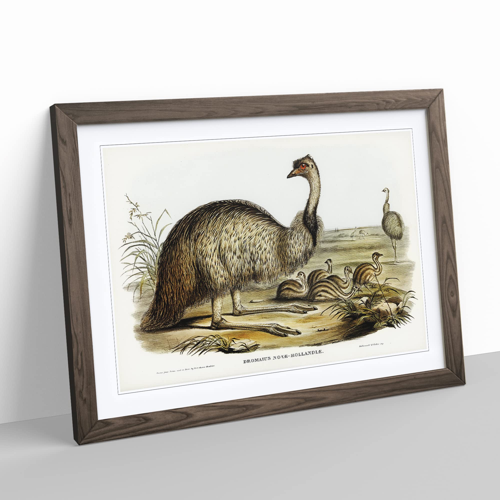 The Emu By Elizabeth Gould Vintage Framed Wall Art Print, Ready to Hang Picture for Living Room Bedroom Home Office Décor - Image 3