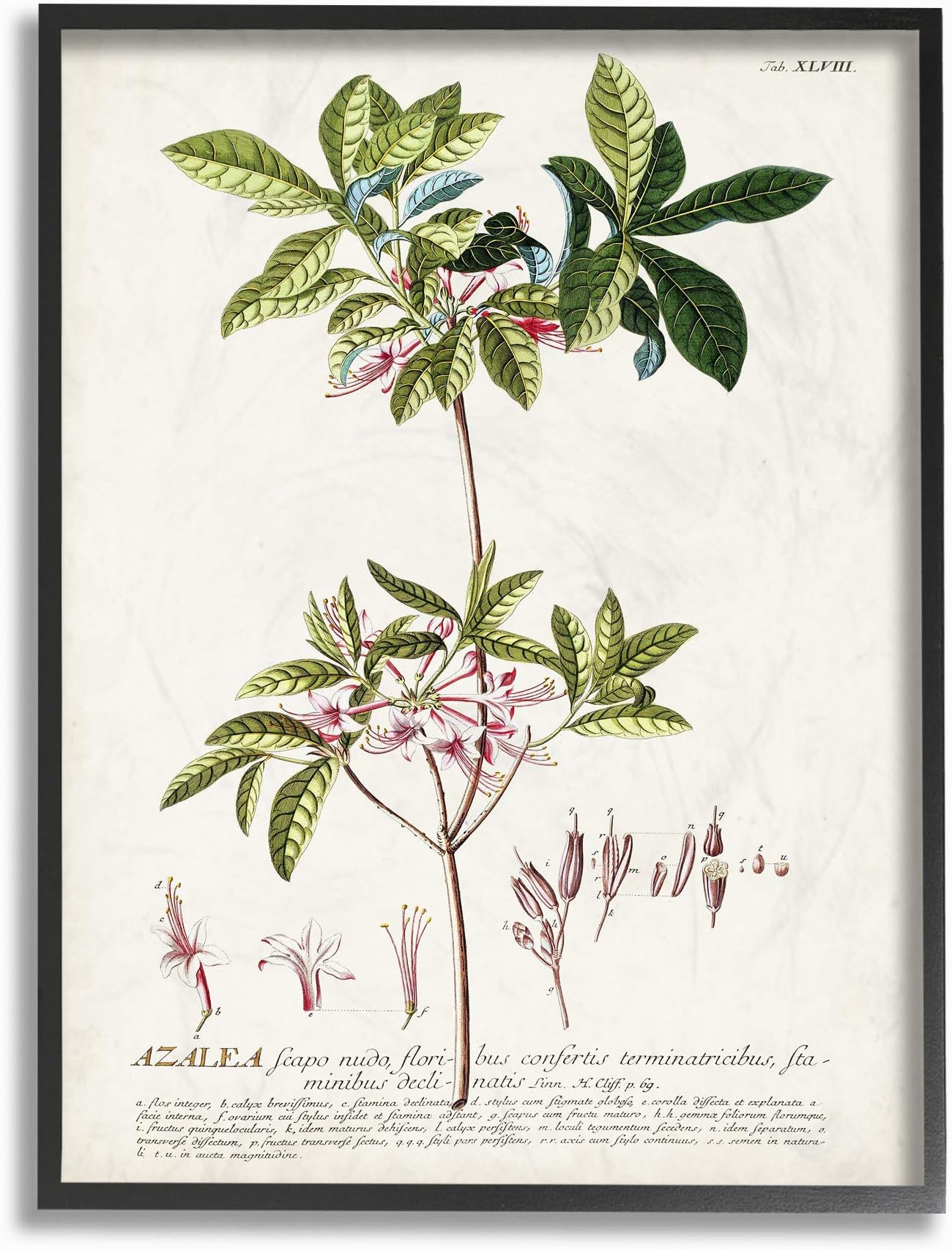 Stupell Industries Botanical Plant Illustration Pink Flowers Vintage Design Black Framed Wall Art, Multi-Color, Model: fap-214_fr_16x20