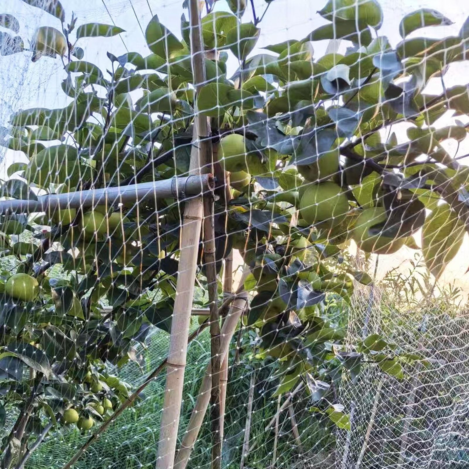 Rete Antiuccelli Rete Antiuccelli Riutilizzabile per Alberi da Frutto e Piante da Giardino, Rete da Giardino Bianca Resistente per Protezione Esterna delle Colture(5x25m(16x82ft))