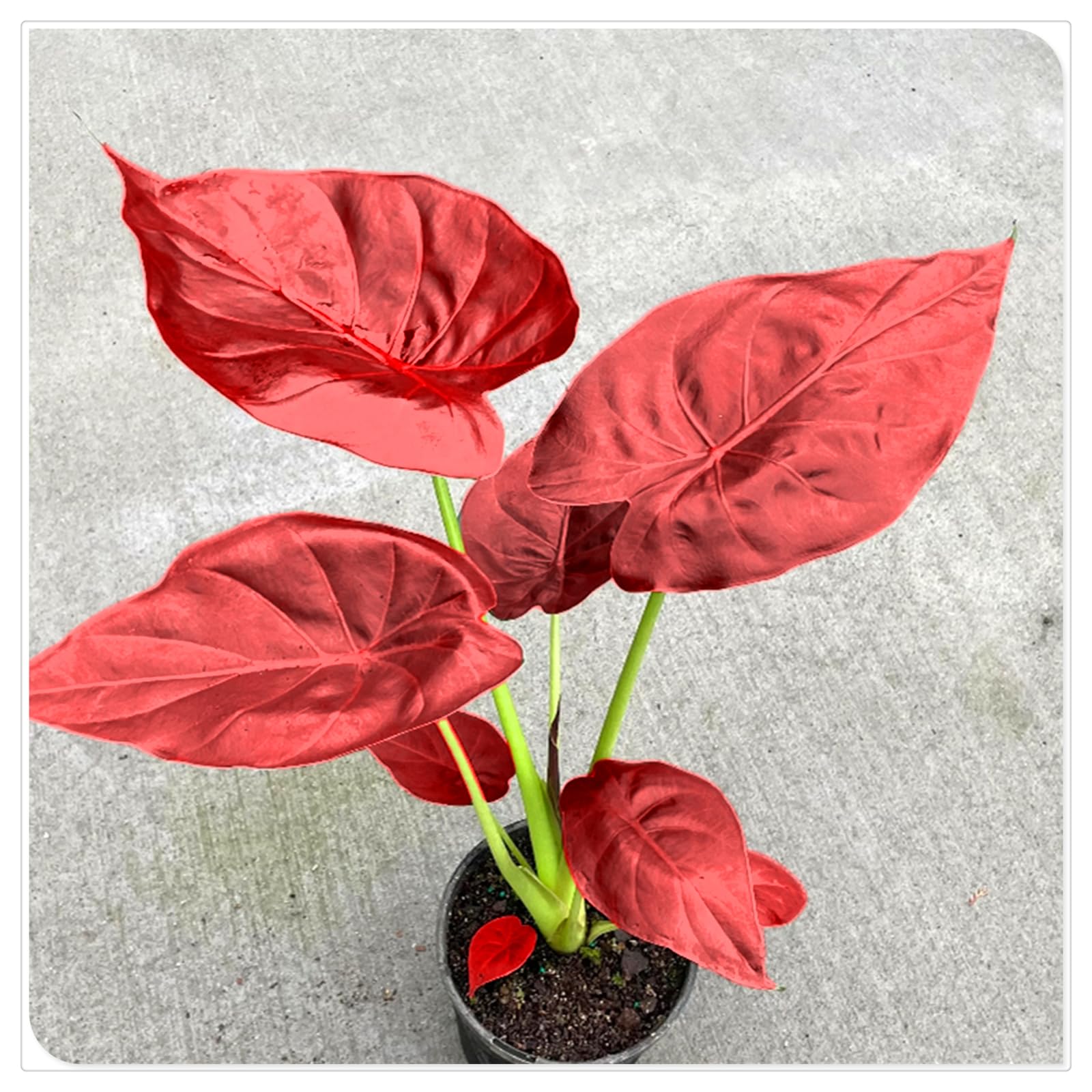 Perennial, Brilliant Elephant Ear Bulbs,for Stunning Garden Displays-10 Bulbs-E
