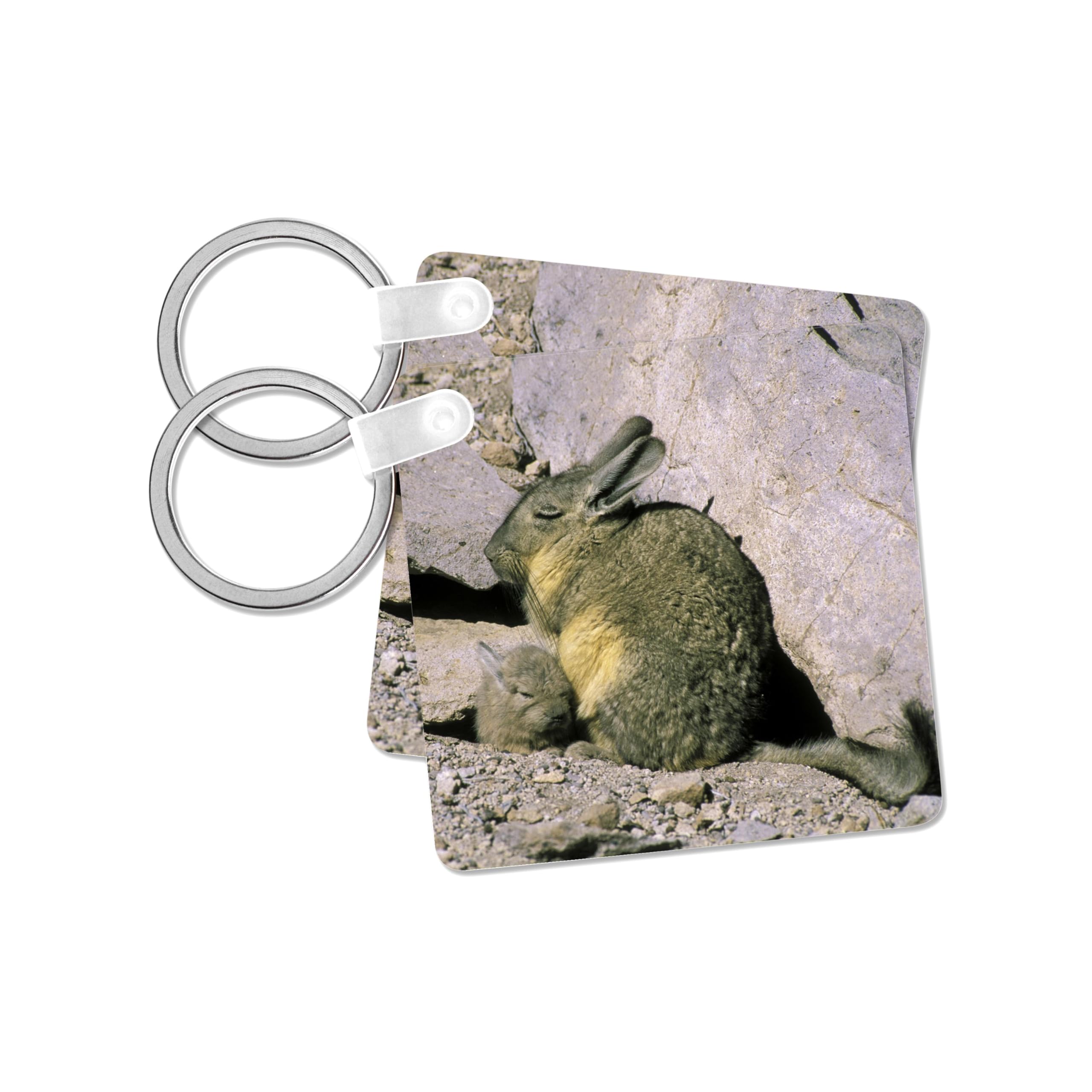 3dRose, Chile, Luaca NP, Andean Viscacha wildlife - SA05 AMR0083 - Andres Morya Hinojosa, set of 2 Key Chains