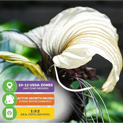 Miniatura 5 de Wellspring Gardens - Planta con flores vivas de murciélago blanco (Tacca integrifolia) - Planta exótica para interiores o exteriores con